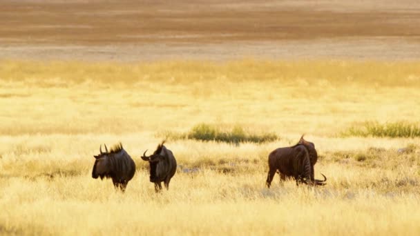 野生のアフリカのサバンナ マサイ マラ保護区に大きな移住する前に 巨大な群れのシマウマと野生動物が集まります 暑い季節の干ばつで背の高い乾燥した草で平野を放牧します 動物の生息地 — ストック動画