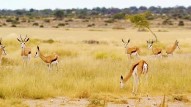 Springboks 'tan bir antilop ailesi Botsvana Afrika' nın Savanah otlaklarında birlikte otluyor..