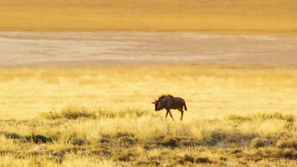 Wide Angle View African Wildebeest Grazing Alone Wilderness African Grasslands — Stock Video