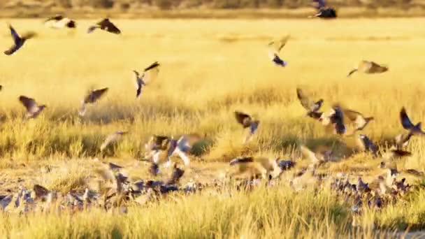 Herd Eurasian Collared Dove Streptopelia Decaocto Collecting Food Savanah Botswana — Stock Video