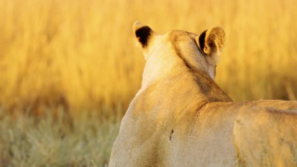 Закрытие Вида Сбоку Голову Африканского Льва Центральном Заповеднике Калахари Ботсвана — стоковое видео