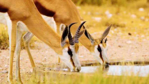 Extremo Primer Plano Springbok Antelopes Bebiendo Pozo Agua Las Praderas — Vídeo de stock