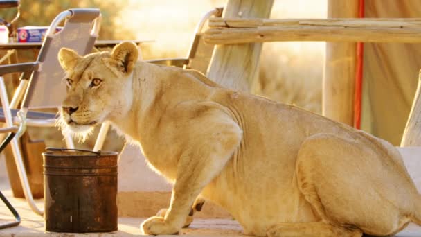 Leoaică Africană Rănită Bea Apă Dintr Găleată Apă Priveliște Uimitoare — Videoclip de stoc