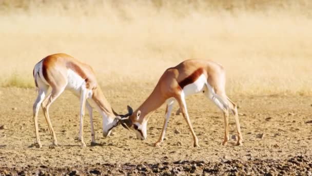 Rastreamento Total Dois Springbok Lutando Nas Pastagens Central Kalahari Game — Vídeo de Stock