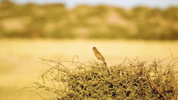 Eurasian Collared Dove Streptopelia Decaocto Sitting Bushes Savanah Botswana South — Stock Video