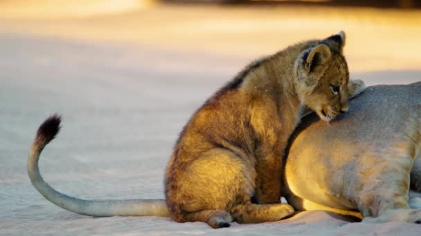 Leão Bebé Brincar Com Mãe Família Leão Natureza Leoa Feminina — Vídeo de Stock