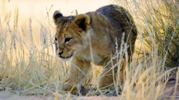 Κοντινό Πλάνο Ενός Χαριτωμένου Λιονταριού Που Κοιτάει Κατευθείαν Στην Κάμερα — Αρχείο Βίντεο