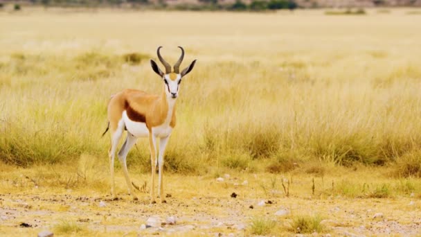 Antílope Springbok Parado Sobre Hierba Agitando Cola Mirando Directamente Cámara — Vídeos de Stock