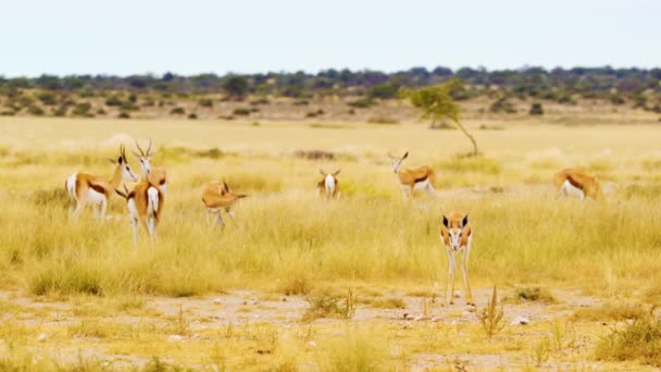 斯普林博克羚羊在野外 非洲萨法里 非洲热带草原 野生动物 纳米比亚埃托沙国家公园 — 图库视频影像