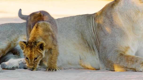 非洲野生母狮与新生狮子宝宝玩耍的特写镜头 非洲野生狮子宝宝 无狮子休息 — 图库视频影像