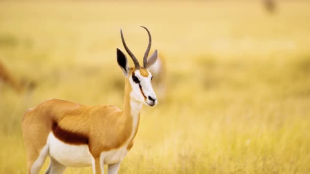 Primer Plano Extremo Antílope Springbok Pie Las Hierbas Savanah Botswana — Vídeos de Stock