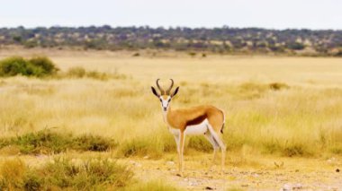 Springbok Antilopları Etosha Ulusal Parkı, Namibya, Afrika 'daki Olifantsrus Su Çukuru' nda