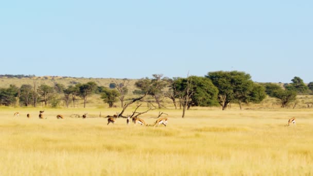 Springboks Herd Pâturage Dans Les Champs Des Prairies Savanah Botswana — Video