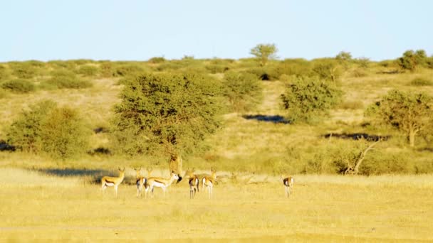 在博茨瓦纳非洲的萨凡纳草原上 一群斯普林博克羚羊一起吃草 — 图库视频影像