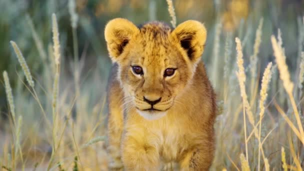 Extreme Close Cute Baby Lion Cub Looking Straight Camera Walking — Stock Video
