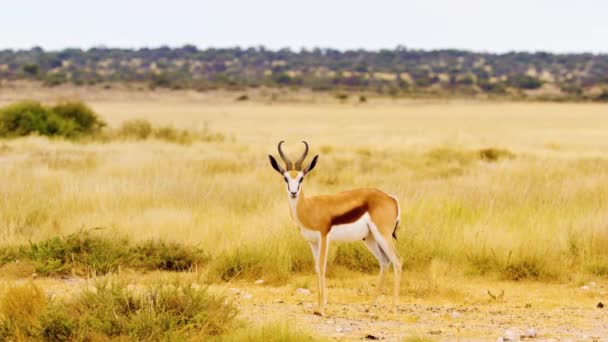 Springbok Antelopes Encuentra Acueducto Olifantsrus Parque Nacional Etosha Namibia África — Vídeos de Stock