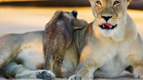 Ein Niedliches Löwenbaby Steht Auf Dem Bauch Seiner Mutter Savanne — Stockvideo