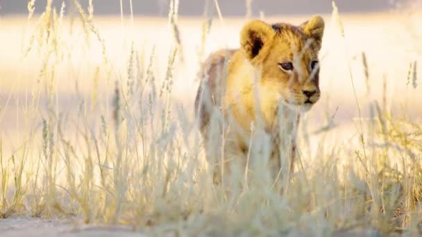狮子宝宝在草地上散步 狮子宝宝喜欢在博茨瓦纳非洲的萨凡纳草原上散步 — 图库视频影像