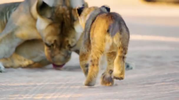 Средний План Крошечного Львёнка Ползающего Животу Матери Савана Ботсвана Африка — стоковое видео