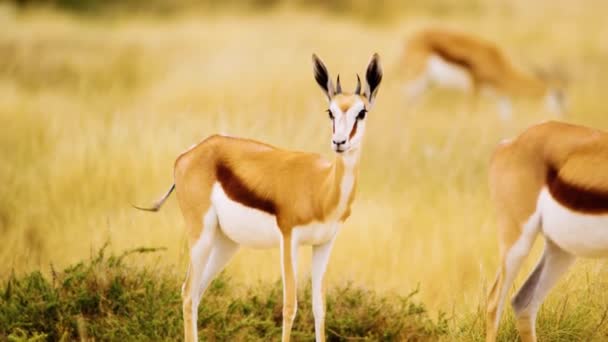 Antylopa Springbok Idzie Macha Ogonem Springbok Zbliżenie Afrykańskiej Botswana Savanah — Wideo stockowe