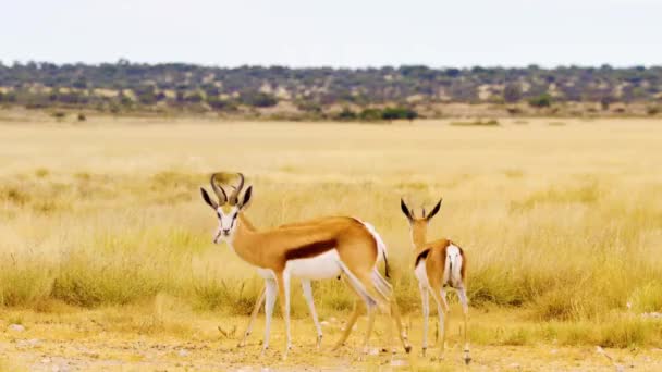 Tre Springbok Che Pascolano Insieme Guardano Nella Telecamera Savanah Botswana — Video Stock