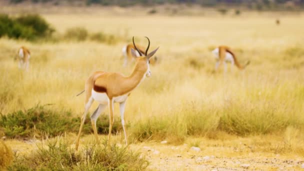 Antilope Springbok Antidorcas Marsupialis Piedi Nelle Praterie Savana Del Botswana — Video Stock