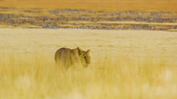ライオン 動物のパンテラレオ王 ライオン ボツワナアフリカ最大のアフリカ猫 獲物を求めて歩く ハンター狩り — ストック動画