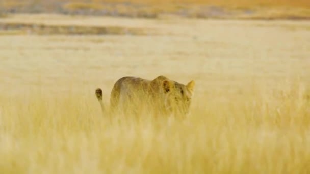 中央カラハリのサバンナを歩くライオン ボツワナ パンテラ ハンター狩り — ストック動画