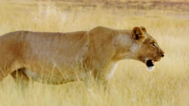 史诗电影中的女狮子行走在非洲野生动物博茨瓦纳 慢动作 骄傲集团的头头黑豹狮子座强大而优雅的领袖 高质量的4K镜头 — 图库视频影像