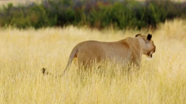 Des Images Ralenti Une Lionne Africaine Sauvage Marchant Dans Forêt — Video