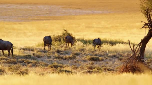 Blå Wildebeest Connochaetes Taurinus Herd Walking Savanah Botswana Sydafrika — Stockvideo