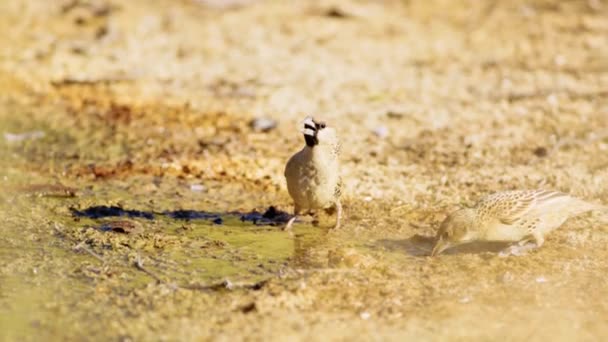 ボツワナのサヴァナにある小さな泥から水を飲みます — ストック動画