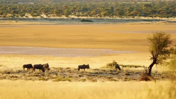 乾燥した風景の中に青い野生の家族 Connocheets Taurinus カラハリ砂漠 南アフリカ 広角ビュー — ストック動画