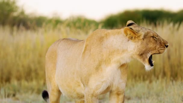 非洲狮子 美洲豹 舔着它的身体 博茨瓦纳萨凡纳的Masai Mara公园 非洲4K — 图库视频影像
