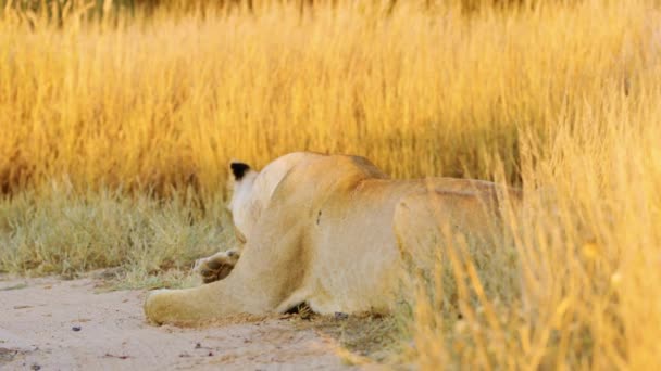 大きな危険なライオンの女性は彼女の足の森の大きな草の中に横たわって舐める 詳細を閉じます パンテラ — ストック動画