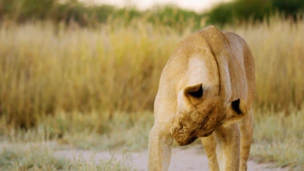 Singa Afrika Yang Megah Menjilati Kakinya Kebanggaan Hutan Binatang Liar — Stok Video