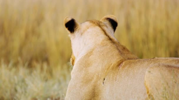 雄伟的非洲受伤的母狮舔着她的爪子 丛林的骄傲 大自然中强大的野生动物 漫游在非洲的草原和草原上 — 图库视频影像