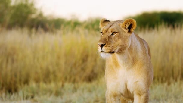 Nahaufnahme Des Männlichen Afrikanischen Löwenkopfes Zentralen Kalahari Wildreservat Botswana — Stockvideo