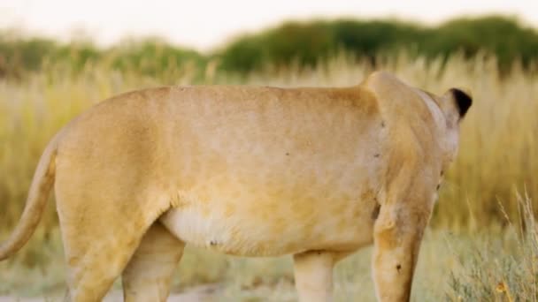 Закрытие Lion Panthera Leo Национальном Парке Савана Ботсвана Южная Африка — стоковое видео