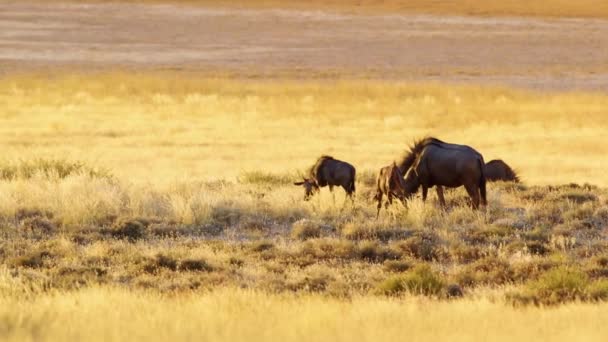 Familia Wildebeest Pastando Vinculándose Tierras Pasto Savanah Kenia Durante Temporada — Vídeos de Stock