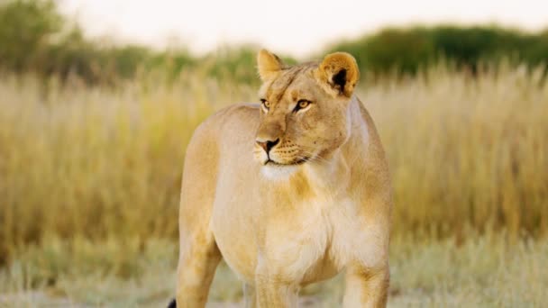 Een Grote Afrikaanse Leeuw Brult Afrikaanse Savanne Het Grotere Kruger — Stockvideo