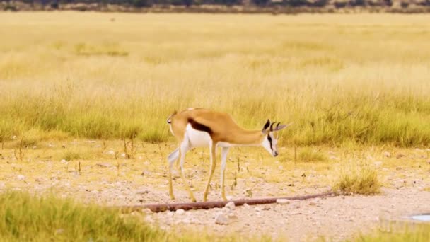 南非萨凡纳Mokala国家公园 Springbok羚羊 Antidorcas Marsupialis 在一个水坑喝水 — 图库视频影像
