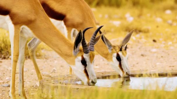 Extreme Close Springbok Antelopes Drinking Waterhole Grasslands Savanah Botswana Africa — Stock Video