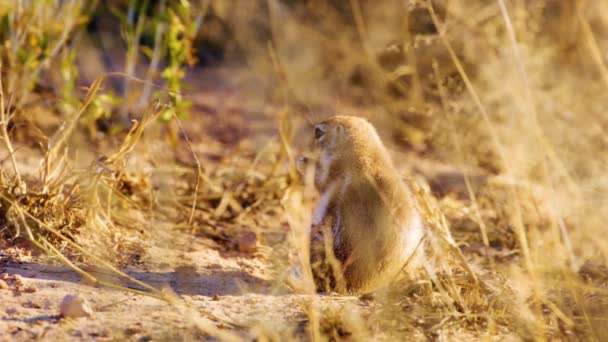 接近草原犬 Cynomys Ludovicianus 在其自然栖息地 博茨瓦纳萨凡纳 — 图库视频影像
