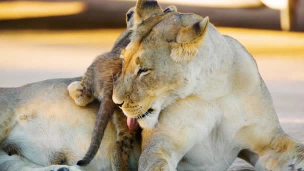 非洲狮子 豹狮子座 舔幼崽的母亲 博茨瓦纳非洲草原 实时4K — 图库视频影像