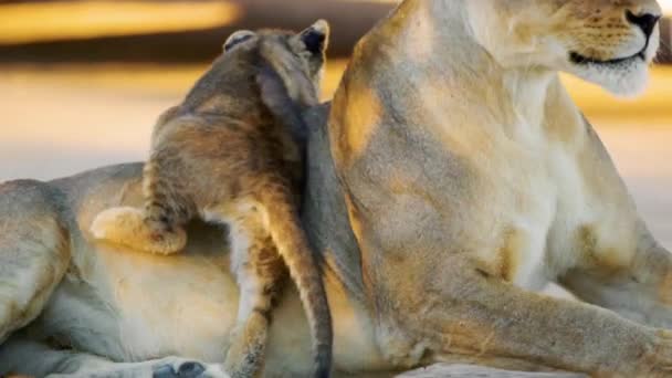 Schattig Baby Leeuwenwelpje Dat Uit Buik Van Zijn Moeder Valt — Stockvideo