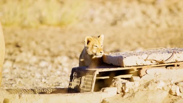 Ein Niedliches Löwenbaby Spielt Auf Einem Künstlichen Wasserloch Savanah Resort — Stockvideo