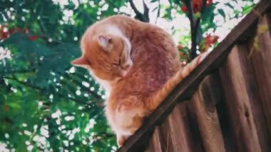 A brown cat fondling her hair