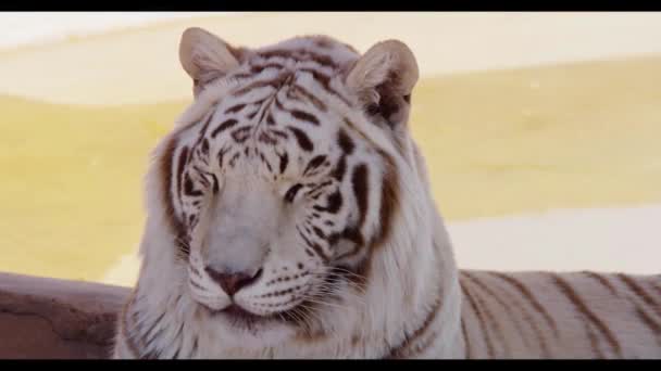 Закрыть Глаза Отдыхающего Белого Тигра — стоковое видео