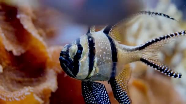 Tropical Fish Water Looks Camera — Video Stock